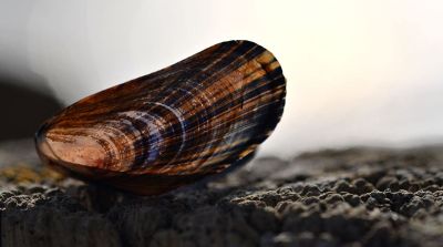 shell on the beach