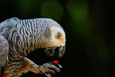 beautiful bird eating a treat