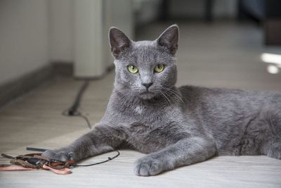 gray cat in hallway