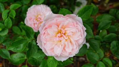 garden flowers