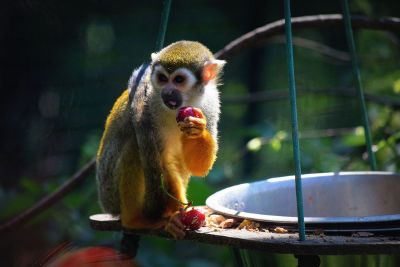 monkey eating an apple