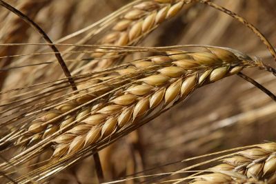 wheat plants