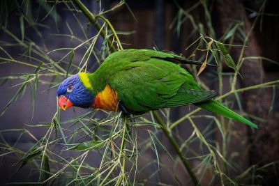 parrot on a branch