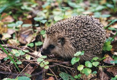 porcupine outside