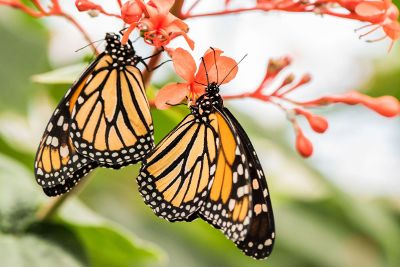 monarch butterflies