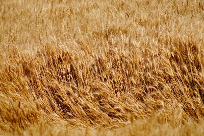 grain the the farm