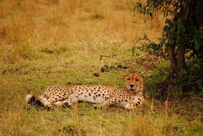 cheetah lying in shady grass