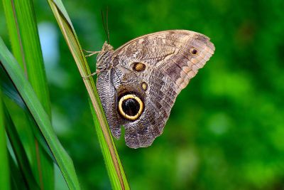 brown butterfly on a large leaf