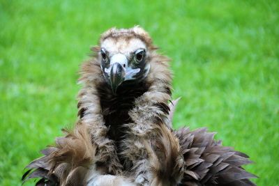 fluffy bird