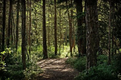 green forest landscape