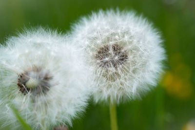 close up dandelions