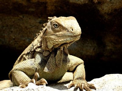 close up big lizard