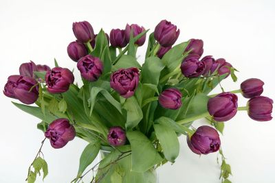 purple tulips in vase