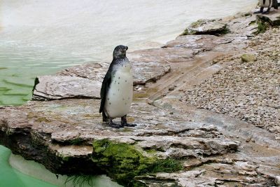 penguin on shore