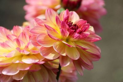 pink and yellow flower