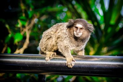 furry animal from brazil