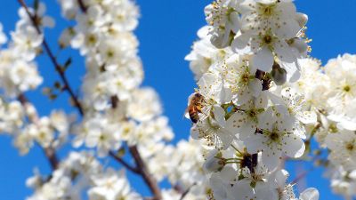 honeybee in blossom of tree