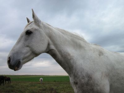 white horse in the country