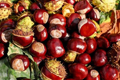 chestnut plant pile