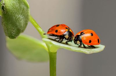 two ladybugs meet