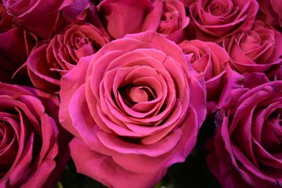 pink rose bouquet