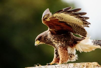 majestic hawk