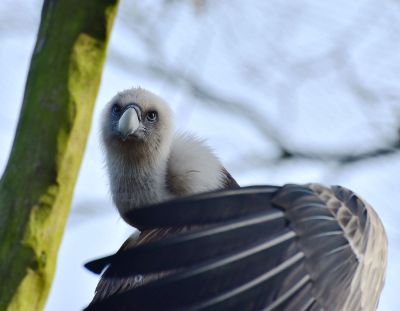 bird posing