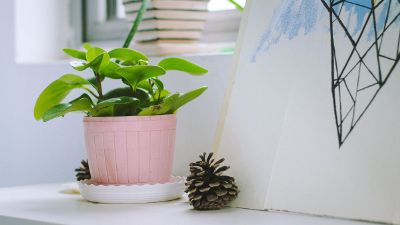 potted plant and pine cones