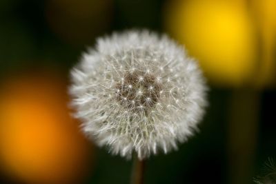 single dandelion