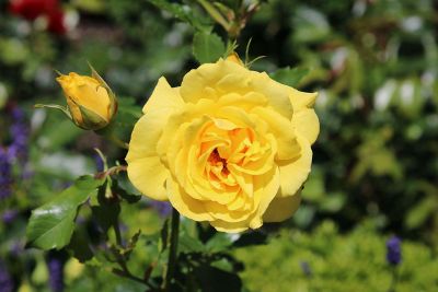 fully opened yellow rose