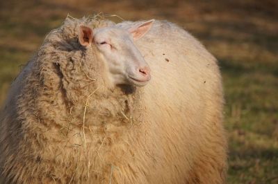 sheep looking into distance