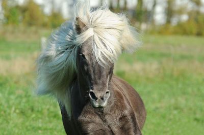 black horse with white hair