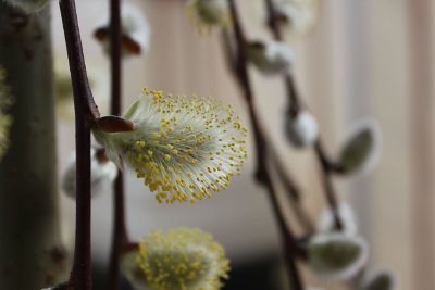 pussy willow in bloom
