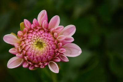 pink flower on dark green background