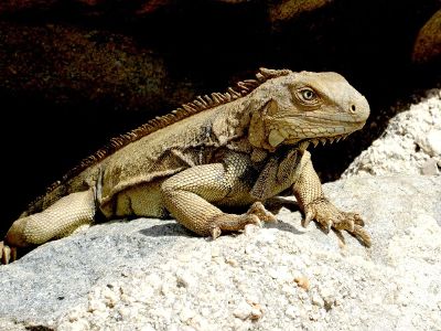 a large tan lizard resting on a rock