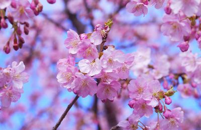 japanese cherry blossom