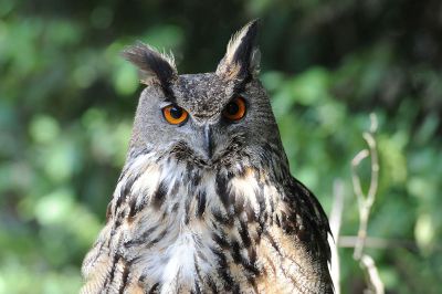 great horned owl