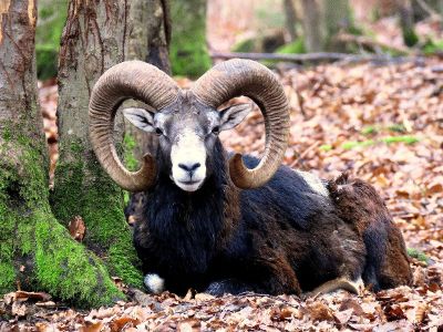 ram sitting on forrest floor