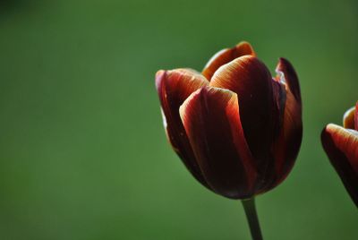 loney tulip