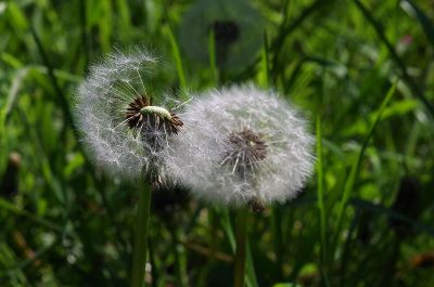 two dandelions