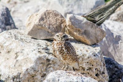 owl on rocks