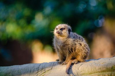 sloth on branch