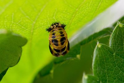 bug in the leaves