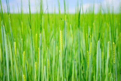 long green grass in water