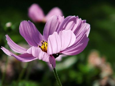 pink flower in the forest