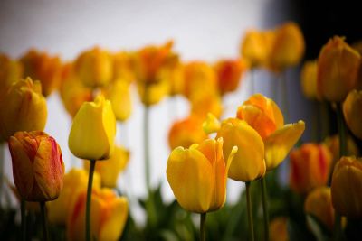 a group of some flowers