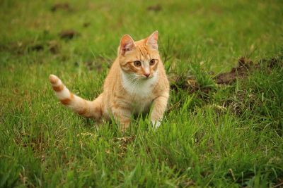 cat in the grass