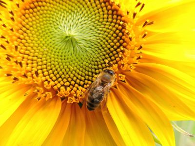 bee pollinating sunflower