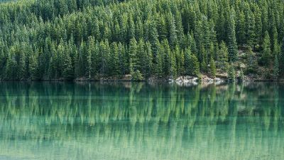 glassy lake with pine trees