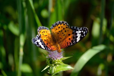 a beautiful butterfly